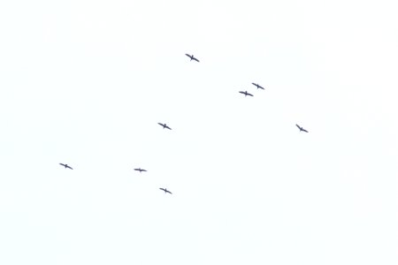 Double-crested Cormorants, Sand Lake MI, May 3, 2012