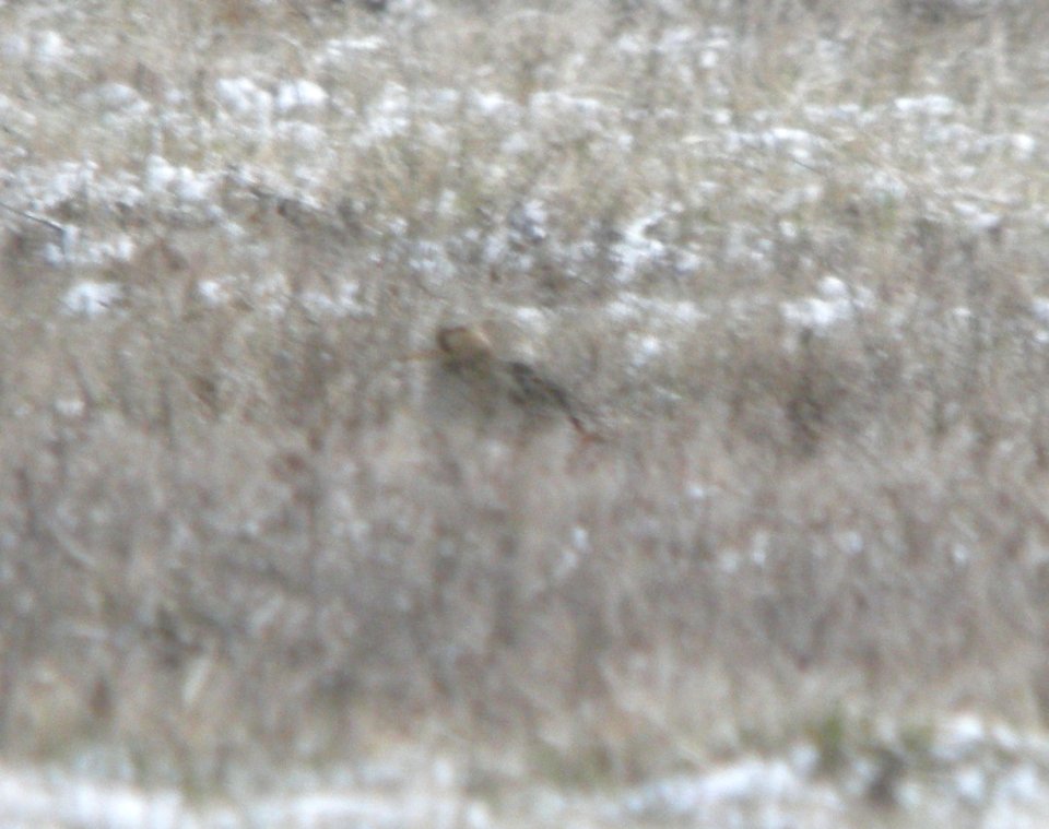 Upland Sandpiper (1 of 2), Gerald R. Ford Int'l Airport, 20 April 2013