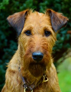 Pet brown dog eyes photo