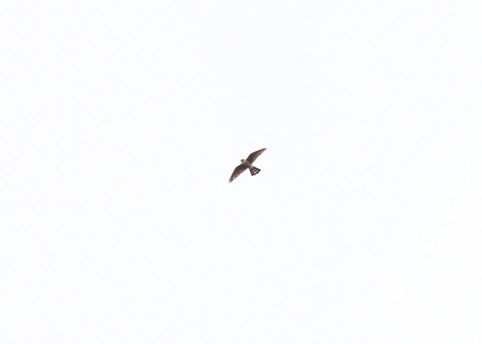 Merlin, Sand Lake MI, May 3, 2012