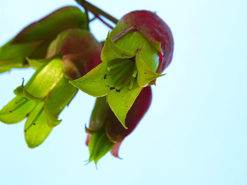 Kalanchoe Pinnata (Bryophyllum pinnatum)
