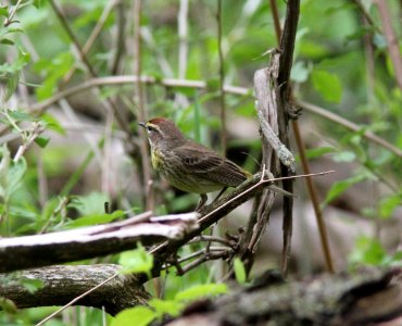 Western Palm Warbler, Sand Lake MI, May 3, 2012