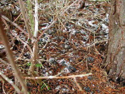 Long-eared Owl pellets, undisclosed location, MI