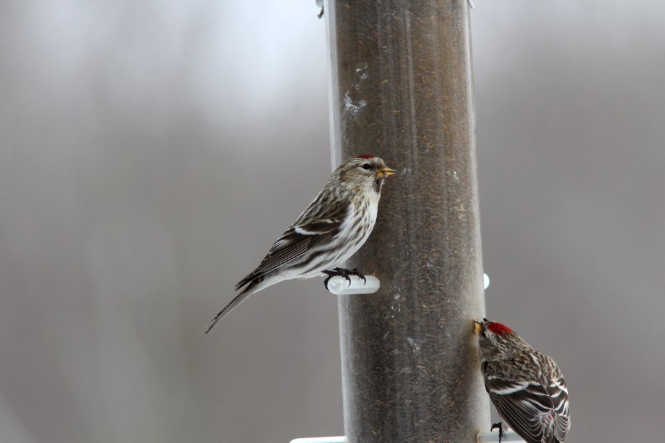 Common Redpoll, Sand Lake MI, March 5, 2012