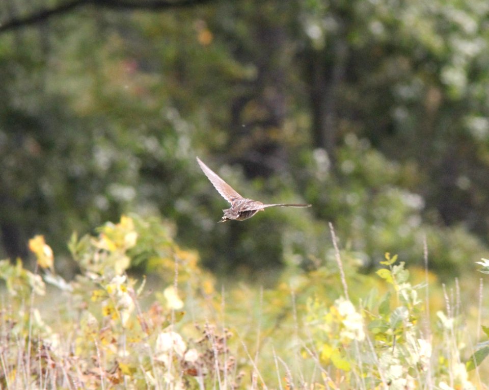 Sora (1 of 4 individuals), Roselle Park, September 24, 2012