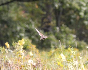 Sora (1 of 4 individuals), Roselle Park, September 24, 2012