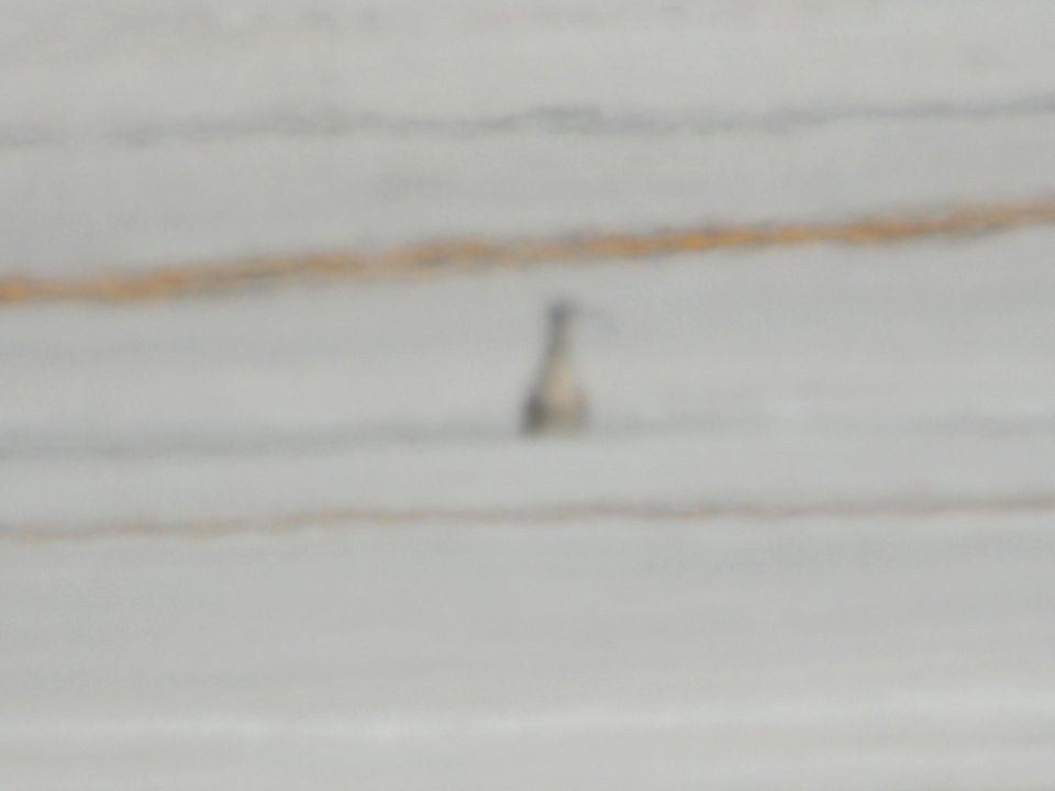 Whimbrel, Gerald R. Ford Int'l airport, June 14, 2012