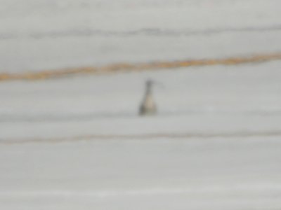 Whimbrel, Gerald R. Ford Int'l airport, June 14, 2012