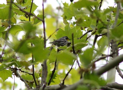 Yellow-throated Warbler, Millenium Park, Walker, MI, May 12, 2012