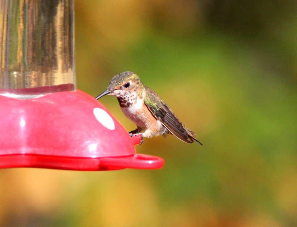 Rufous/Allen's Hummingbird, Gowen, MI, 8 October, 2012