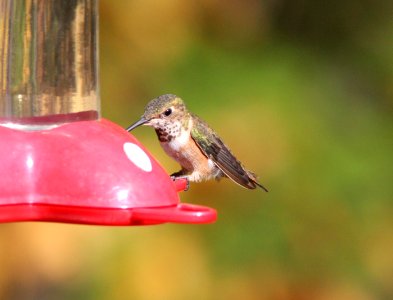 Rufous/Allen's Hummingbird, Gowen, MI, 8 October, 2012