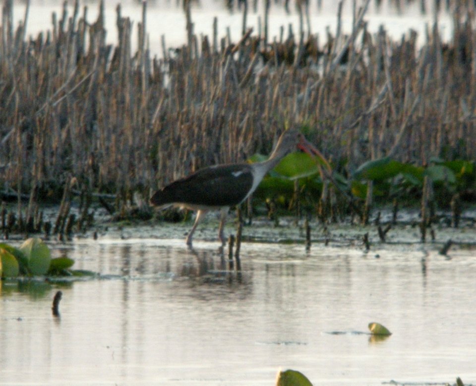White Ibis, Pte. Mouillee SGA, Vermet Unit, July 22, 2012