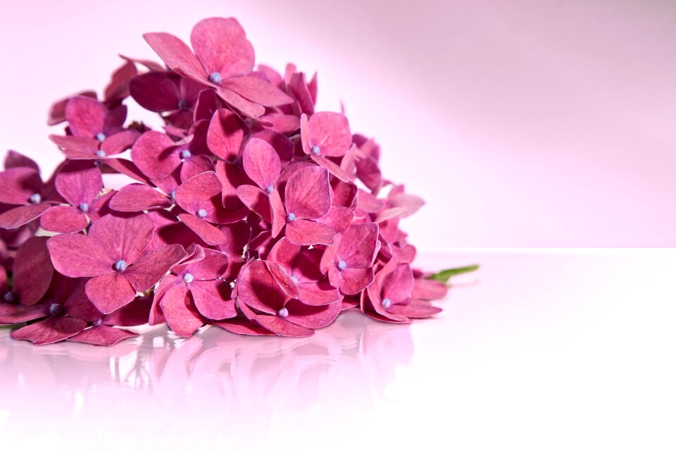 Bloom isolated umbel