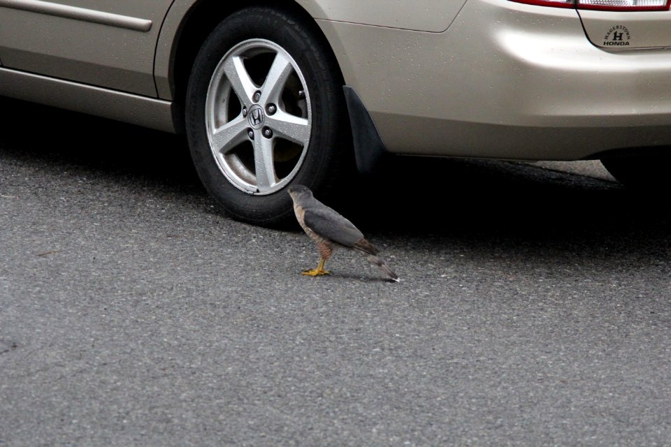 Cooper's Hawk trying to capture House Sparrow under a car, Kentwood, MI, April 18, 2013
