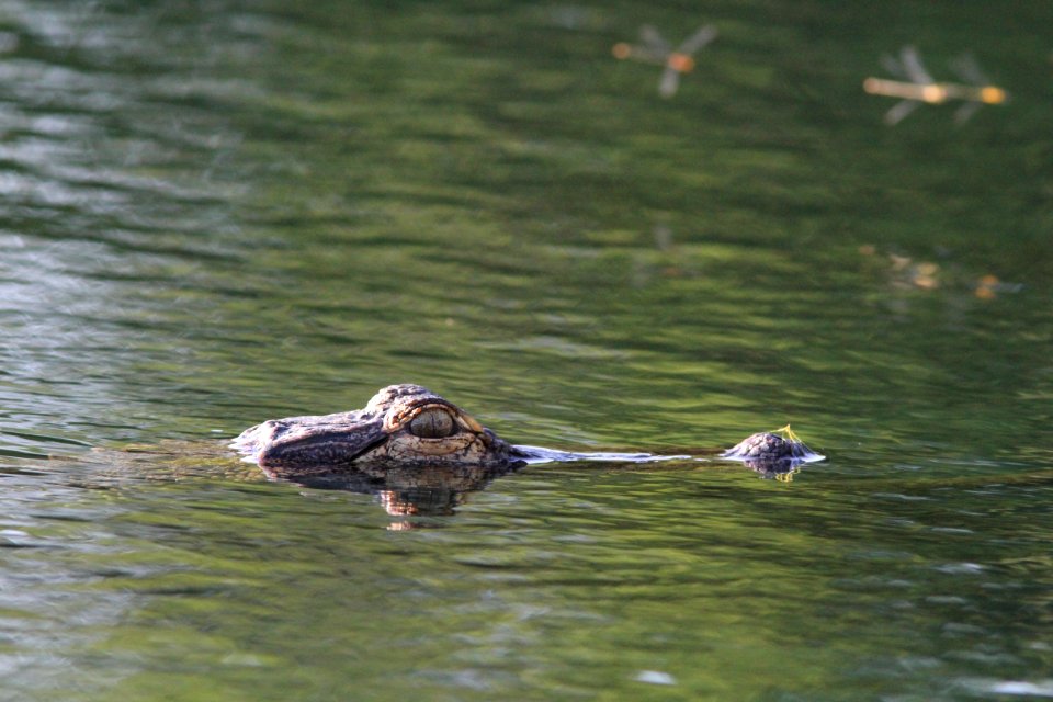 American Alligator, Wesley Chapel FL, March 27, 2012