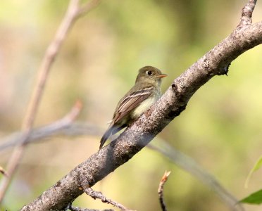 Cordilleran Flycatcher, Hungry Horse, MT, July 6, 2012