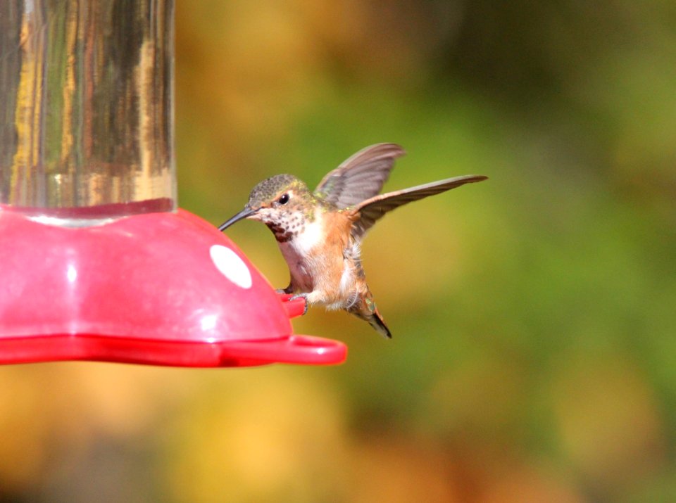 Rufous/Allen's Hummingbird, Gowen, MI, 8 October, 2012
