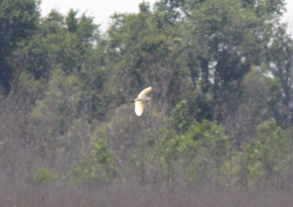 Cattle Egret, Pte. Mouillee SGA, July 25, 2012