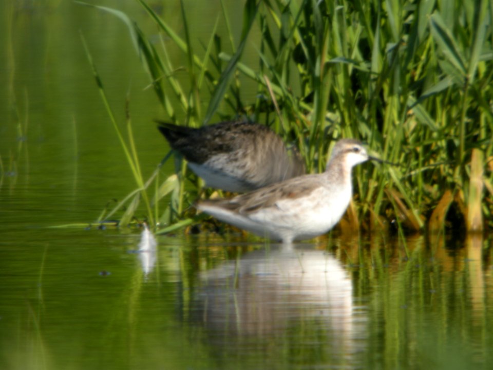 Wilson's Phalarope, Caledonia Sewage Ponds, May 10, 2012