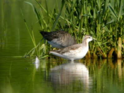 Wilson's Phalarope, Caledonia Sewage Ponds, May 10, 2012