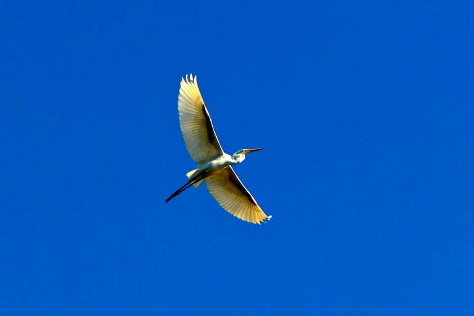 Stork