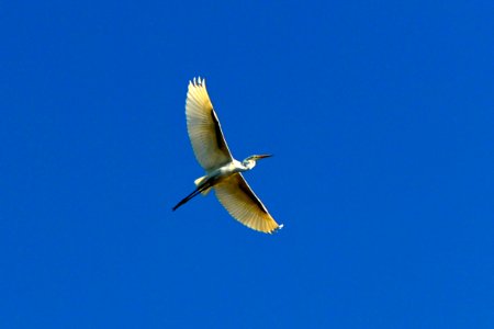 Stork photo