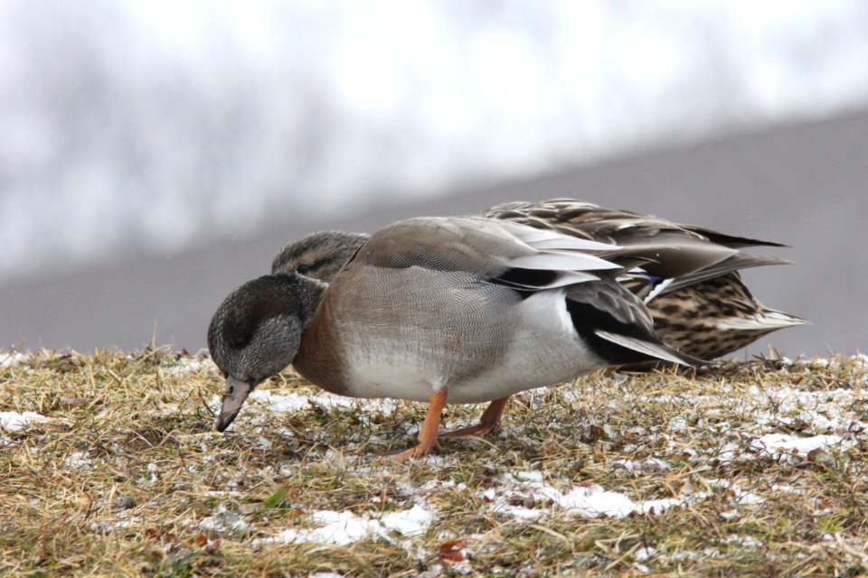 American Wigeon X Mallard, Riverside Park, Grand Rapids, MI Feb 14, 2012