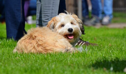 Pet wuschelig knuffig