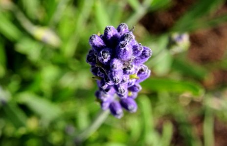 Lavender Buds photo