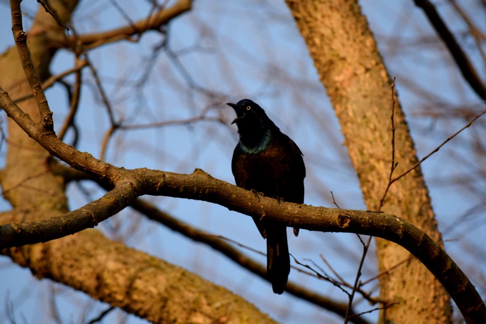 Black Bird