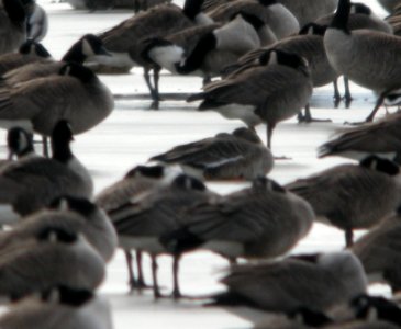 Greater White-fronted Goose, Muskegon Wastewater Complex, January 7, 2012