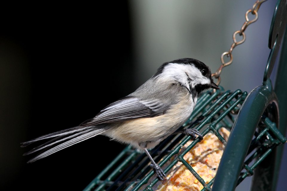 Black-capped Chickadee, Sand Lake, MI March 6,2012