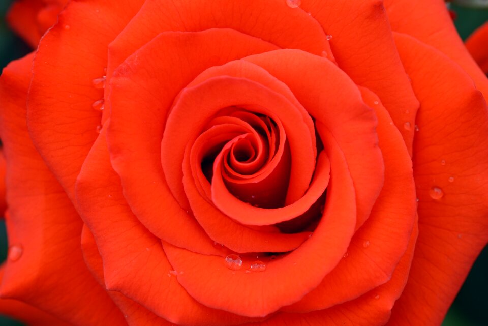 Flowers rose rose garden