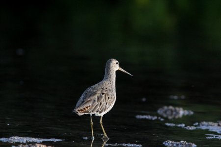 Short-billed Dowitcher, Weedon Island Preserve, FL, March 30, 2012 photo