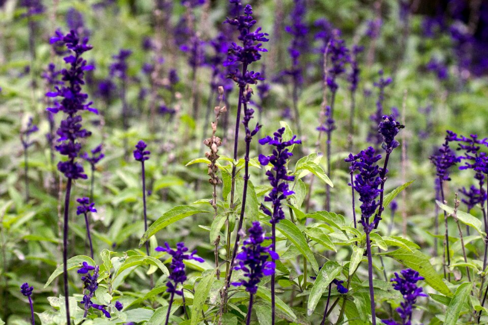 Blue flower discounts flower