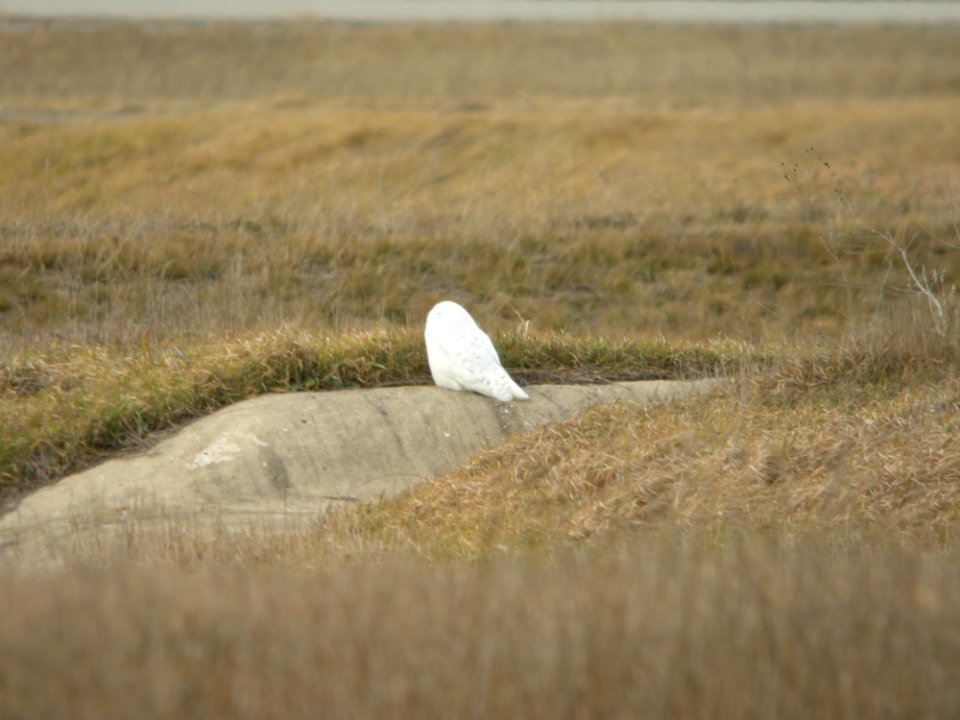 Snowy Owl, Muskegon Wastewater Complex, January 7, 2012