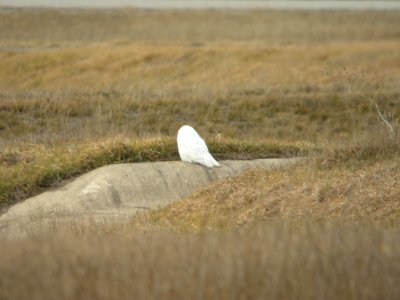 Snowy Owl, Muskegon Wastewater Complex, January 7, 2012