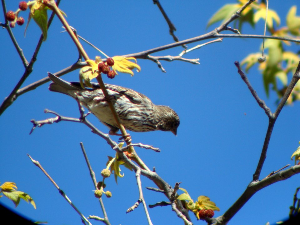 Cassin's Finch, Herb Martyr campground, Portal AZ, May 8, 2008