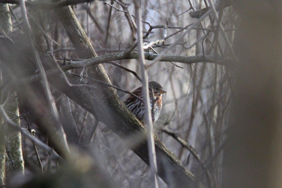 Fox Sparrow, Richmond Park, Grand Rapids, MI, March 8, 2012