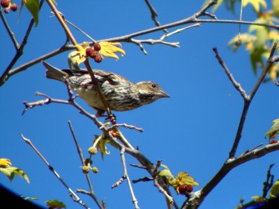 Cassin's Finch, Herb Martyr campground, Portal AZ, May 8, 2008