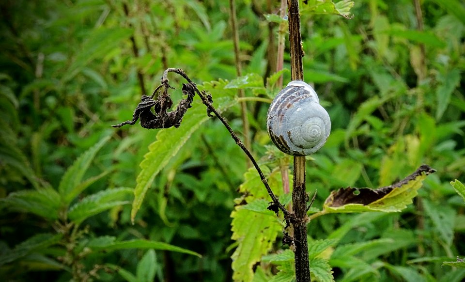 Snail