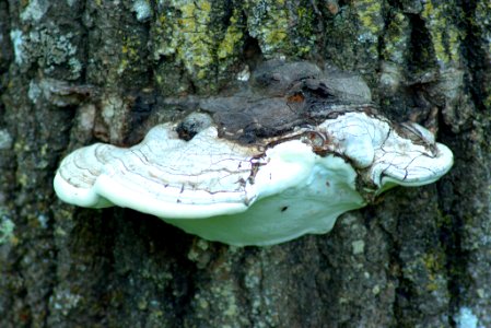 Shelf Fungus on Tree, Dry Lake Trail, near Ely, Minnesota, June 13, 2018 photo