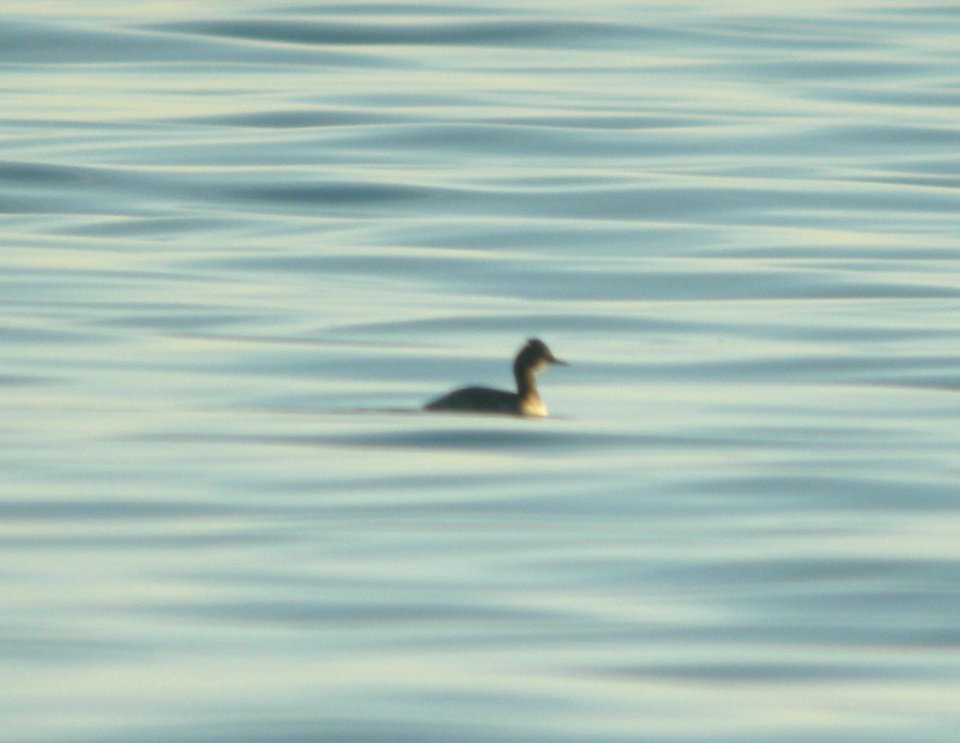 Eared Grebe, Philp County Park, Huron Co., MI, 5 May 2013