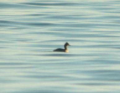 Eared Grebe, Philp County Park, Huron Co., MI, 5 May 2013