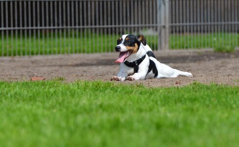Pet knuffig jack russel terrier photo