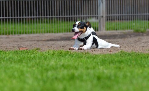 Pet knuffig jack russel terrier