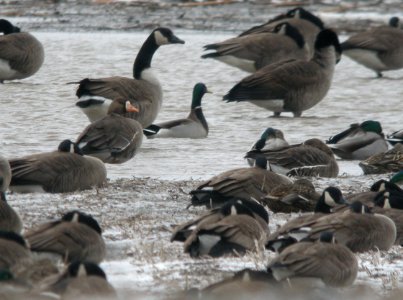 Greater White-fronted Geese (2), 76th St flooded field between Breton and Hanna Lake Rds, Kent Co., MI, March 3, 2012