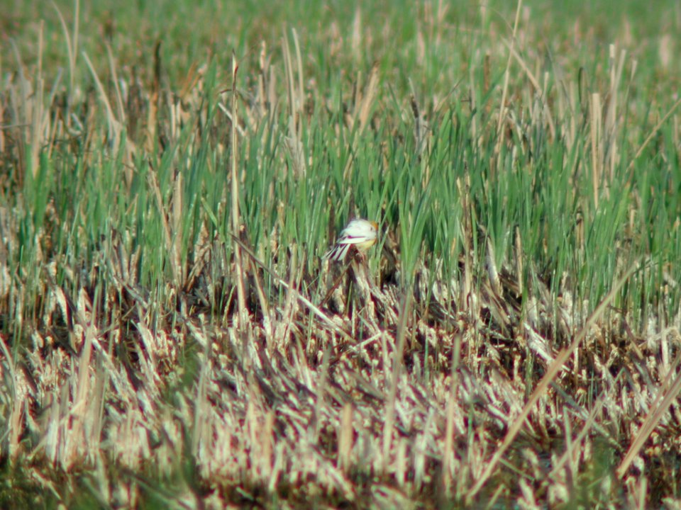 Amelanistic Yellow-headed Blackbird (male), Bowdoin NWR, MT, May 30, 2003