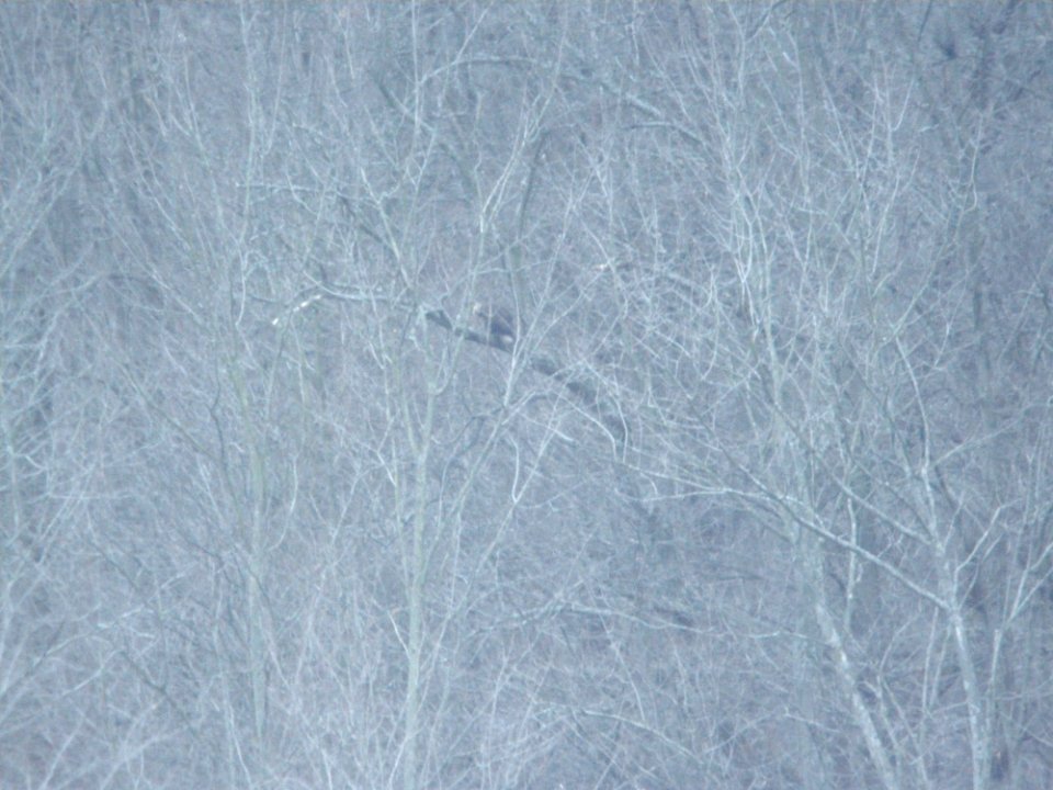 Golden Eagle