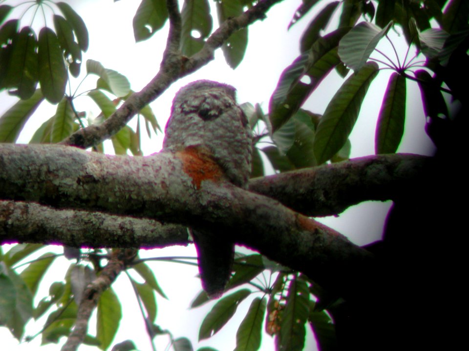Great Potoo, Sani Lodge, Ecuador, July 10, 2004